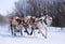 Team of rein-deers skims over the snow path.