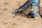 A team of Sahara Desert Ants Cataglyphis bicolor digging out an ant hill in the sand dunes in Ras al Khaimah, United Arab