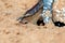 A team of Sahara Desert Ants Cataglyphis bicolor digging out an ant hill in the sand dunes in Ras al Khaimah, United Arab