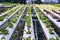 A team of scientists analyzes plants on vegetable trays. Hydroponics process in the laboratory Agricultural engineers test plant