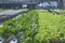 A team of scientists analyzes plants on vegetable trays. Hydroponics process in the laboratory Agricultural engineers test plant