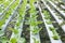 A team of scientists analyzes plants on vegetable trays. Hydroponics process in the laboratory Agricultural engineers test plant