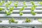 A team of scientists analyzes plants on vegetable trays. Hydroponics process in the laboratory Agricultural engineers test plant