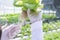 A team of scientists analyzes plants on vegetable trays. Hydroponics process in the laboratory Agricultural engineers test plant