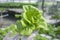 A team of scientists analyzes plants on vegetable trays. Hydroponics process in the laboratory Agricultural engineers test plant