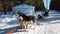 A team of Siberian huskies stands on a snowy road