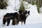 A team of sled dogs in the winter taiga