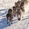 Team of sleigh dogs pulling