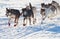 Team of sleigh dogs pulling