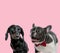 Team of teckel dachshund and french bulldog