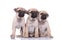 Team of three adorable pugs looking to side on white background