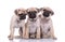 Team of three adorable pugs sitting on white background