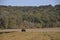 Team of three horses plowing field