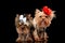 team of two adorable yorkie dogs wearing accessories and panting