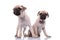 Team of two dogs looking curious on white background