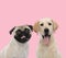 Team of two dogs, pug and labrador retriver on pink background