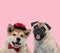 Team of two dogs sticking out tongue on pink background