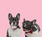 Team of two french bulldogs wearing collar and bowtie