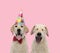 Team of two labradors retriever on pink background