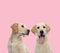 Team of two labradors retriever on pink background