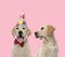 Team of two labradors retriever on pink background