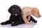 Team of two labradors retrievers panting on white background