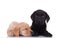 Team of two labradors retrievers on white background