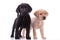 Team of two labradors retrievers on white background