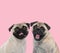 Team of two pugs sticking out tongue on pink background