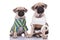 Team of two pugs wearing knitted costume on white background