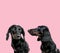 Team of two teckel dachshund on pink background