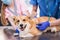 A team of veterinarians examines a sick Corgi dog using an stethoscope