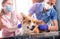 A team of veterinarians examines a sick Corgi dog using an stethoscope