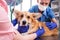 A team of veterinarians examines a sick Corgi dog using an stethoscope