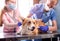 A team of veterinarians examines a sick Corgi dog using an stethoscope