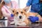 A team of veterinarians examines a sick Corgi dog using an stethoscope