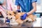 A team of veterinarians examines a sick Corgi dog using an stethoscope