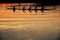 Team work of young men in a row boat silhouetted at sunset