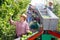 Team of workers pick ripe apples and place them on sorting platform