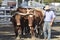 Teamster with team of oxen bullock plowing field in yoke