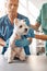 Teamwork. Two vets in work uniform putting on a protective plastic collar on a small dog while working in the veterinary