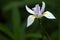 Tear Drops on White African Iris, Seminole, Florida