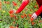 Tearing the poppies for a bouquet. Poppy flowers in the clearing. Blooming red wild poppy. Red poppy flowers