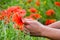 Tearing the poppies for a bouquet. Poppy flowers in the clearing. Blooming red wild poppy. Red poppy flowers