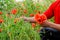 Tearing the poppies for a bouquet. Poppy flowers in the clearing. Blooming red wild poppy. Red poppy flowers