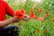 Tearing the poppies for a bouquet. Poppy flowers in the clearing. Blooming red wild poppy. Red poppy flowers