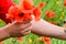 Tearing the poppies for a bouquet. Poppy flowers in the clearing. Blooming red wild poppy. Red poppy flowers