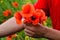 Tearing the poppies for a bouquet. Poppy flowers in the clearing. Blooming red wild poppy. Red poppy flowers