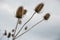 Teasel (Dipsacus fullonum) in meadow. Dry flower heads of teazel