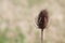 Teasel Dipsacus sativus fullonum flower